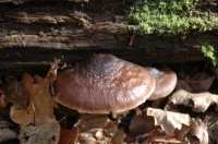  Bracket Fungus