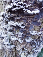  Bracket Fungus on Willow