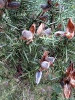  Gorse Pods