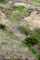  Gorse on Cliff