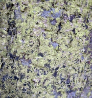  Green Algae on Bark
