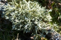  Green Grey Lichen