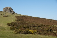  Haytor Heathland