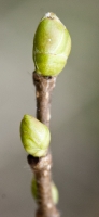  Hazel Bud