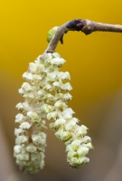  Hazel Catkin