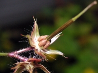  Herb Robert Seeds