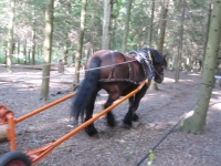  Horse in Wood