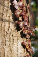  Ivy on Trunk