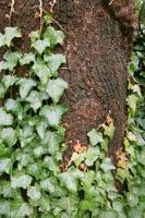  Ivy on Trunk