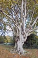  Large Beech