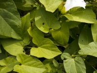  Leaf Convolvulus