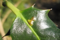  Leaf Miner Blemish