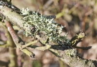  Lichen on Dead Twig
