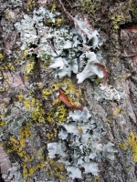  Lichen on Tree Trunk