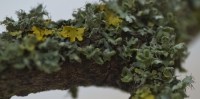  Lichen