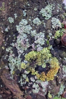  Lichen