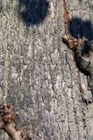  Lime Bark