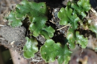  Liverworts