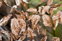 Marcescent Beech Leaves