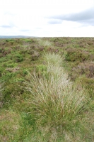 Moorland