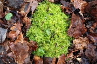 Moss and Leaves