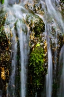 Moss and Water