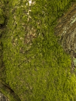 Moss on Log