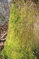 Moss on Trunk