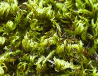 Moss