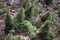 Moss