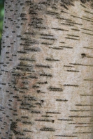 Birch Bark