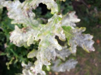 Diseased Oak Leaves