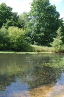 Woodland Pond