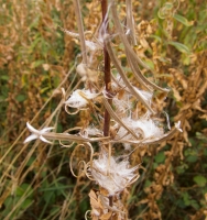 Rosebay Willowherb Seeds