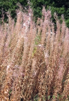 Rosebay Willowherb