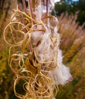 Rosebay Willowherb