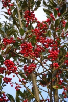 Smooth Holly and Berries