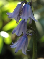 Spanish Bluebell