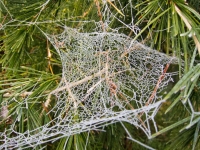 Spider's Web