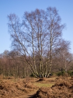 Tree in Spring