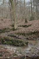 Woodland Stream