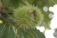 Sweet Chestnut