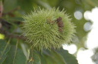 Sweet Chestnut