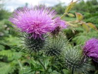 Thistle