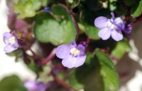 Toadflax