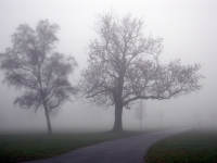 Trees in Mist