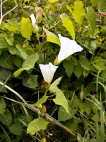 Trumpets of Bindweed