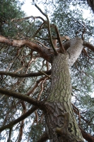 Pine Tree Trunk