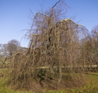 Weeping Habit