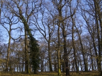 Tree Silhouette